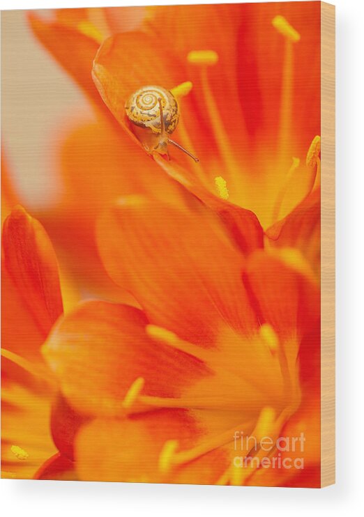 Animal Wood Print featuring the photograph Little snail on red crocus flower by Anna Om