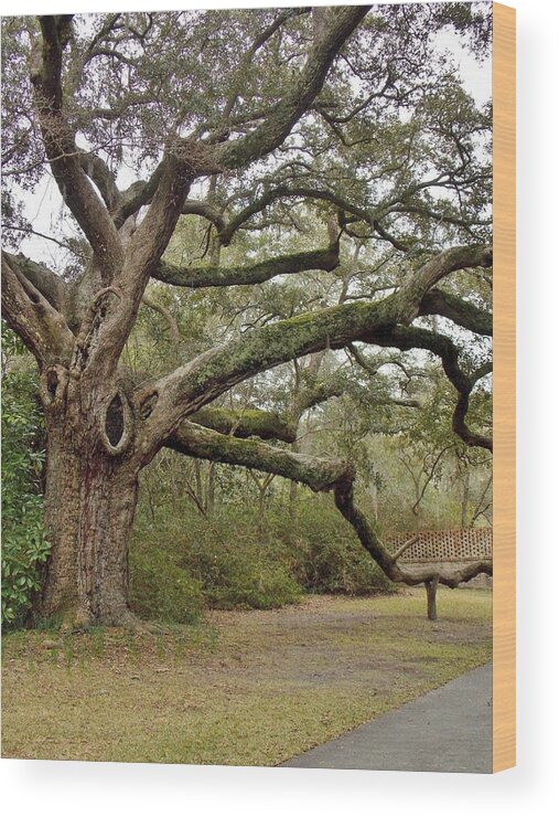 Tree Wood Print featuring the photograph Lovely Live Oak by Stacy Sikes