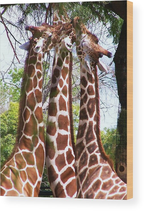 Giraffe Wood Print featuring the photograph Lunch by Jewels Hamrick