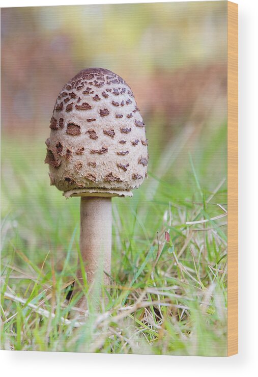 Grass Wood Print featuring the photograph Macrolepiota Procera by By Mediotuerto