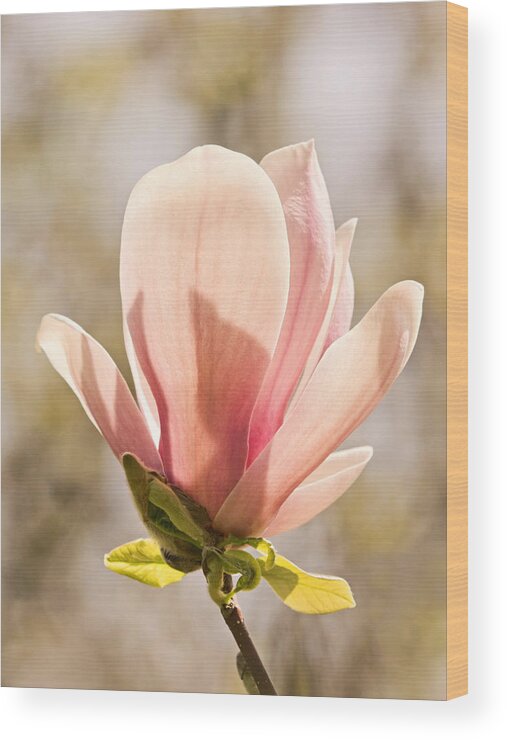 Magnolia Wood Print featuring the photograph Magnolia Magnificence by Theo OConnor