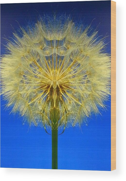 Dandilions Wood Print featuring the photograph Make A Wish by Anna Kohler