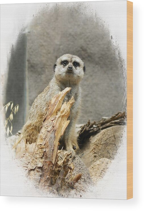 Meerkat Wood Print featuring the photograph Meerkat by Michelle Frizzell-Thompson