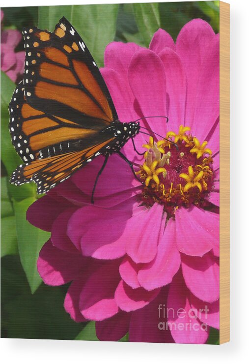 Monarch Wood Print featuring the photograph Monarch on Pink by Jayne Carney
