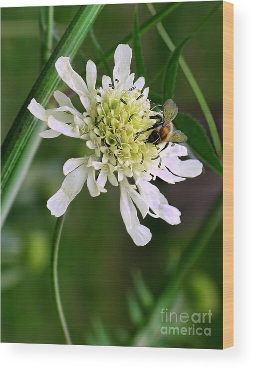 Monet Wood Print featuring the photograph Monet's Garden Bee. Giverny by Jennie Breeze