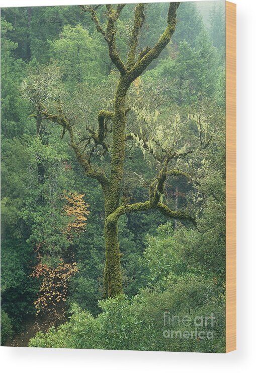North America Wood Print featuring the photograph Moss Covered Tree Central California by Dave Welling