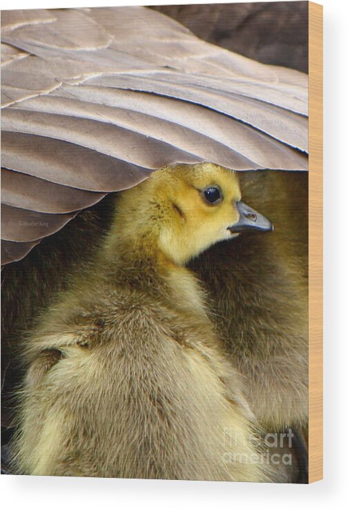 Canadian Goose Wood Print featuring the photograph My Umbrella by Heather King