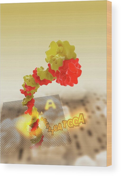 Molecule Wood Print featuring the photograph Nanopore Sequencing by Ramon Andrade 3dciencia/science Photo Library