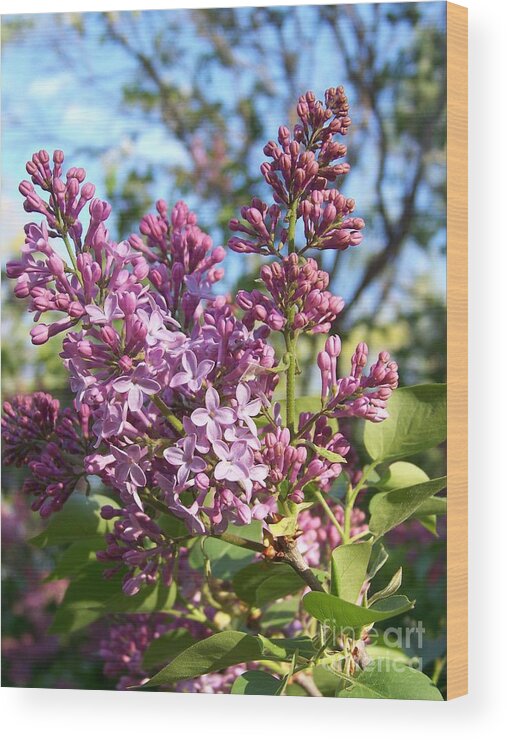Purple Wood Print featuring the photograph Purple Lilac by Eunice Miller