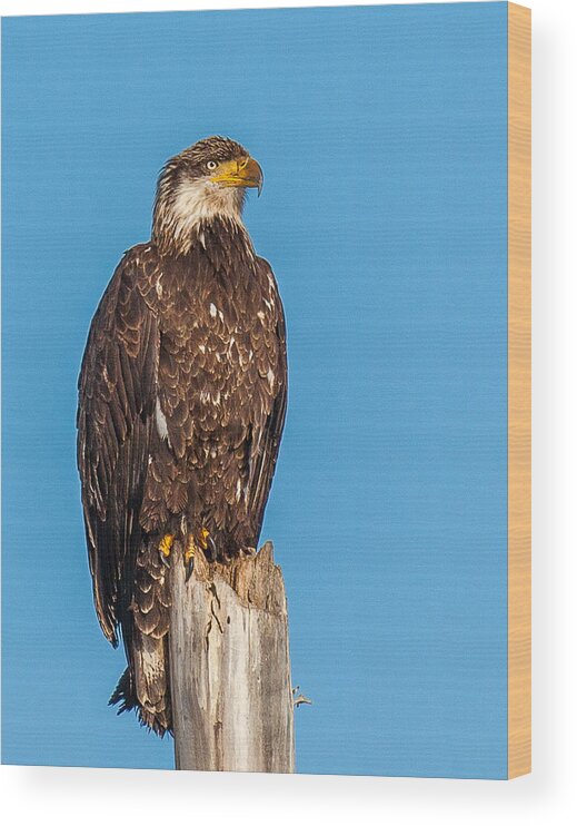 Bald Eagle Wood Print featuring the photograph Next Generation by Kevin Dietrich