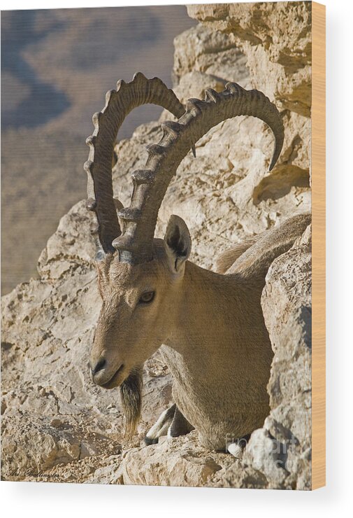 Capra Nubiana Ibex Wood Print featuring the photograph Nice guy by Arik Baltinester