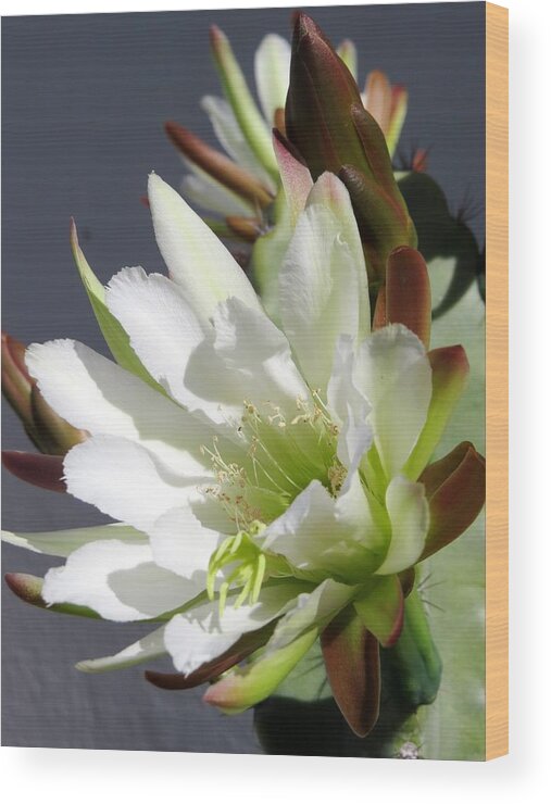 Cactus Wood Print featuring the photograph Night blooming Cactus by Zina Stromberg