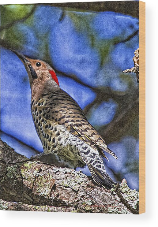 Colaptes Wood Print featuring the photograph Northern Flicker Woodpecker II by Constantine Gregory
