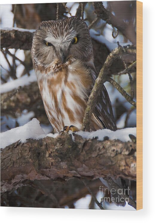 Festblues Wood Print featuring the photograph Northern Saw-whet Owl.. by Nina Stavlund