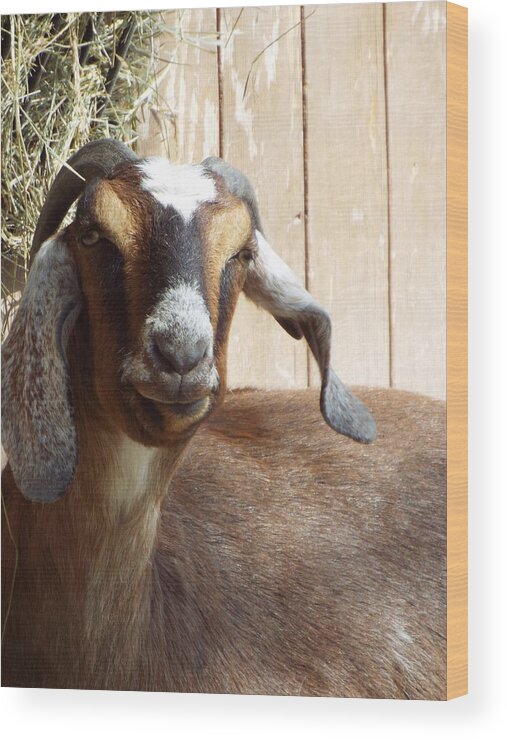 Nubian Goat Wood Print featuring the photograph Nubian Goat by Caryl J Bohn