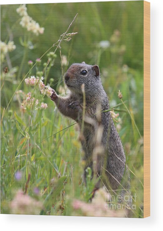 Squirrel Wood Print featuring the photograph Oh These Are Pretty by Marty Fancy