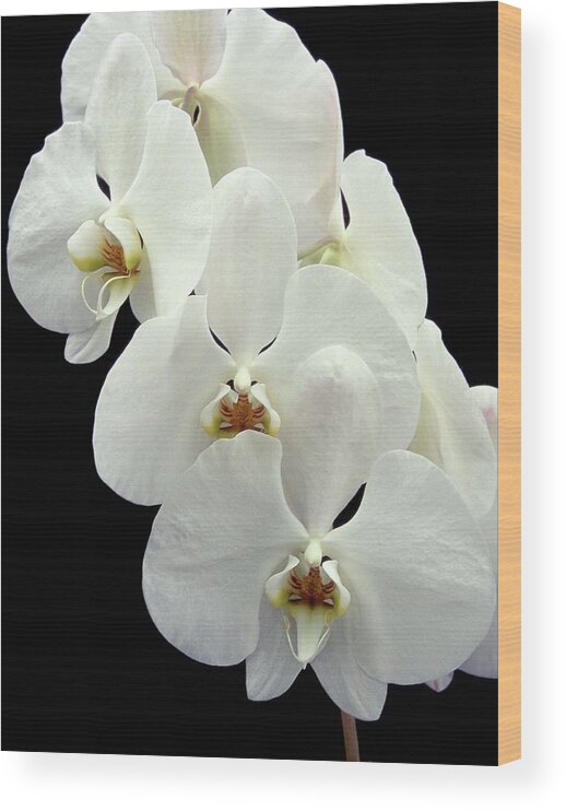 Orchids Wood Print featuring the photograph Orchid (phalaenopsis 'cool Breeze') by Neil Joy/science Photo Library