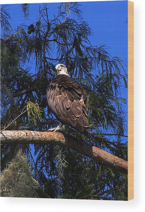 Osprey Wood Print featuring the photograph Osprey 005 by Christopher Mercer