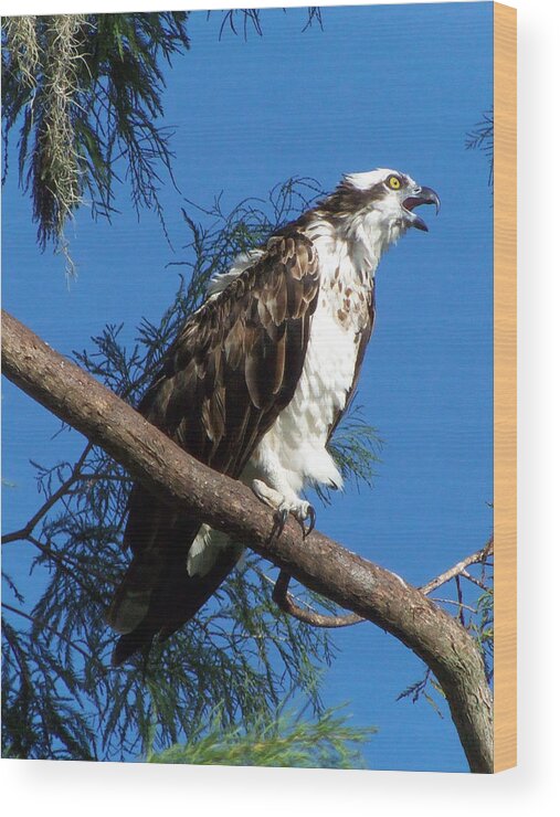 Osprey Wood Print featuring the photograph Osprey 102 by Christopher Mercer