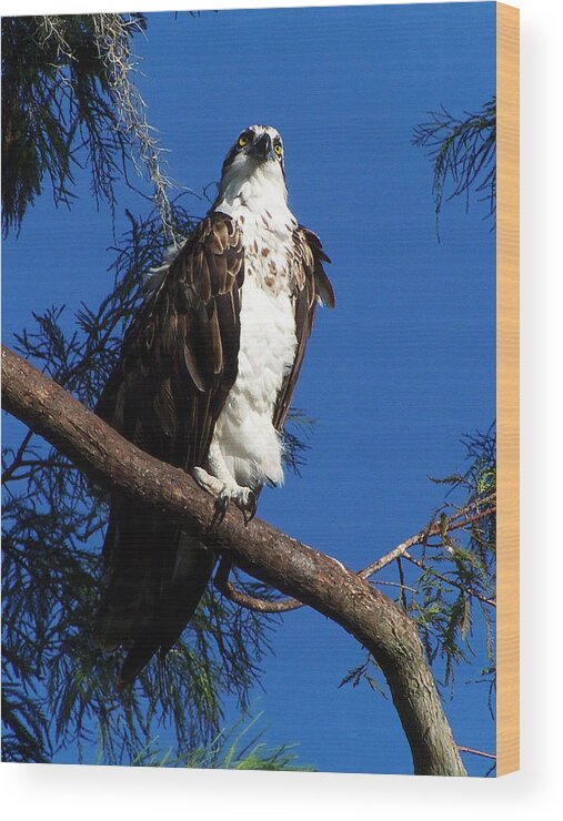 Osprey Wood Print featuring the photograph Osprey 106 by Christopher Mercer