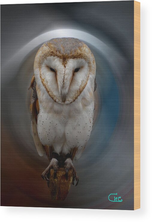 Colette Wood Print featuring the photograph Owl Alba Spain by Colette V Hera Guggenheim