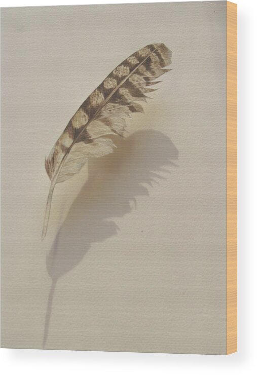 Painted Feather Wood Print featuring the painting Painted Feather by Alfred Ng