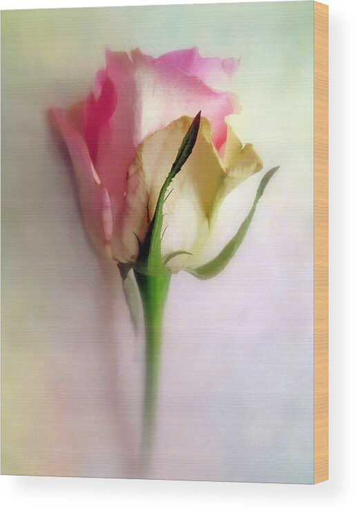 Flower Wood Print featuring the photograph Pastel Rose by Jessica Jenney