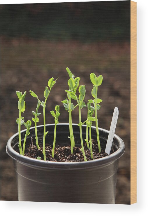 Outdoors Wood Print featuring the photograph Pea Shoots Edible In Pot by Simon Battensby