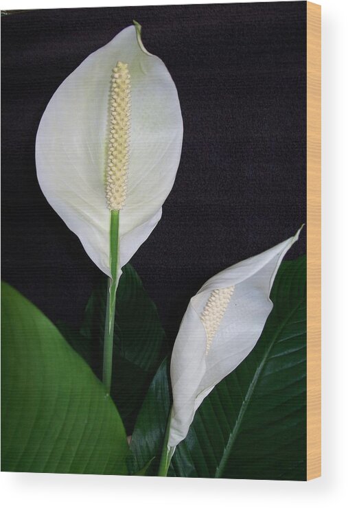 Lily Wood Print featuring the photograph Peace Lilies by Sharon Duguay