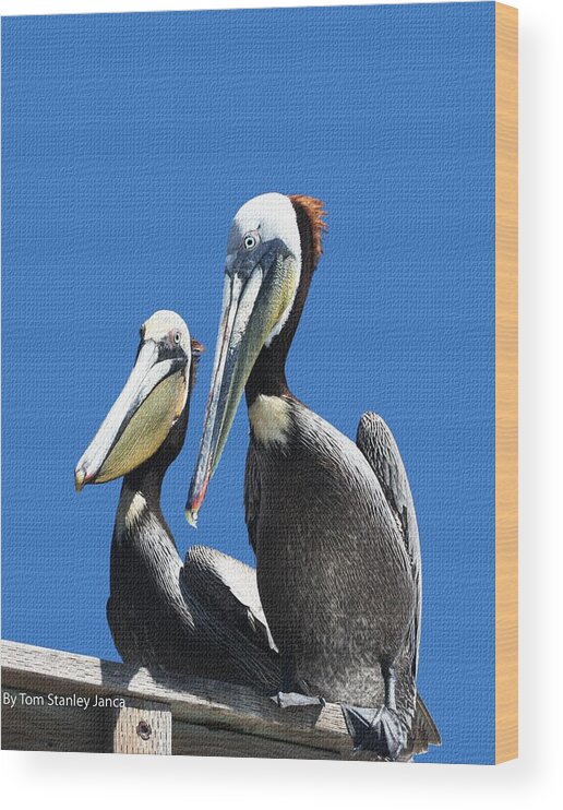 Pelican Pair Wood Print featuring the photograph Pelican Pair by Tom Janca