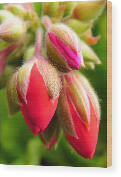 Buds Wood Print featuring the photograph Pending Beauty by Deb Halloran