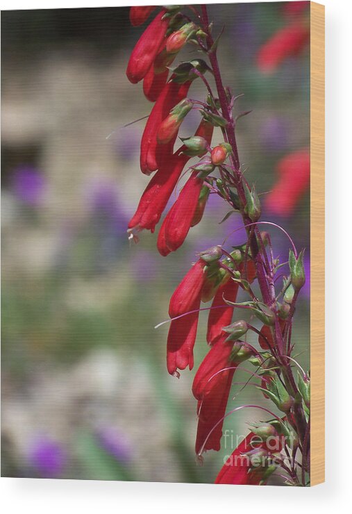 Flowers Wood Print featuring the photograph Penstemon by Kathy McClure