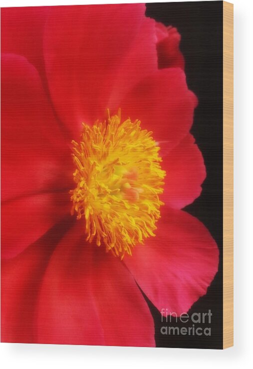 Peony Wood Print featuring the photograph Peony 2 by Heather L Wright