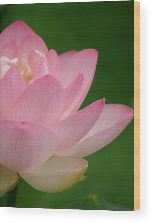 Lotus Wood Print featuring the photograph Pink Lotus by Jane Ford