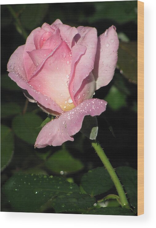 Pink Tea Rose Wood Print featuring the photograph Pink Tea Rose 01 by Pamela Critchlow