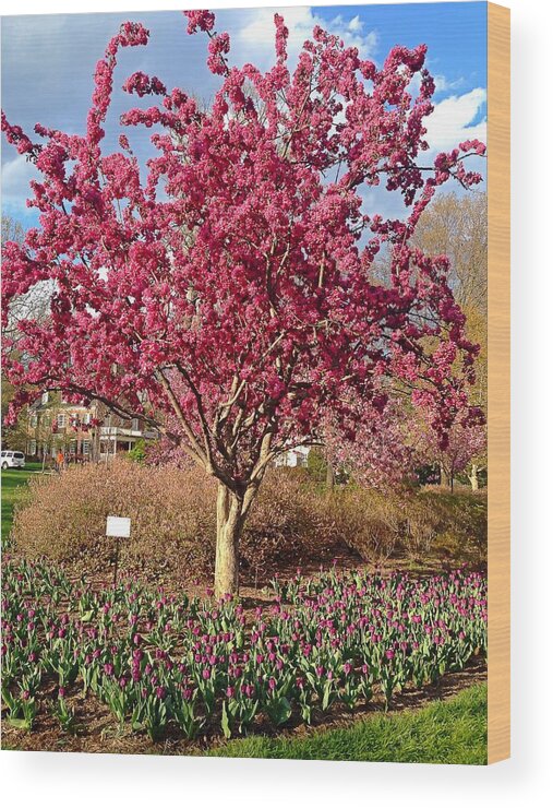 Tree Wood Print featuring the photograph Pink Tree by Chris Montcalmo