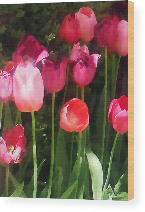 Tulip Wood Print featuring the photograph Pink Tulips in Garden by Susan Savad