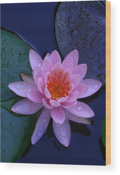 Waterlily Wood Print featuring the photograph Pink Waterlily by Raymond Salani III