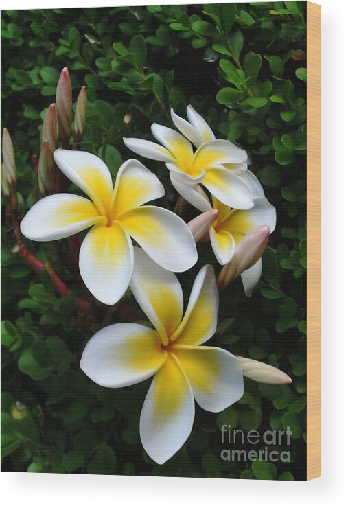 Photography Wood Print featuring the photograph Plumeria in the Sunshine by Kaye Menner