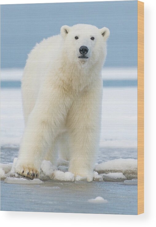 Bear Cub Wood Print featuring the photograph Polar_bear_6 by Dawn Wilson Photography