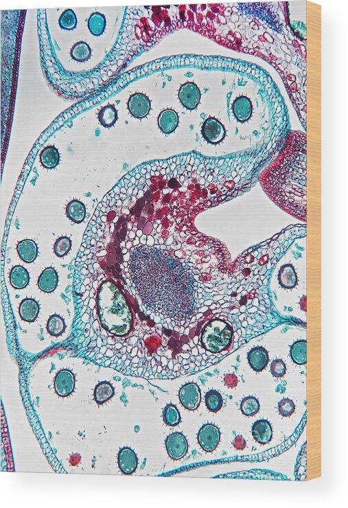 Micrograph Wood Print featuring the photograph Pollen Packets In Cotton, Gossypium, Lm by Garry DeLong