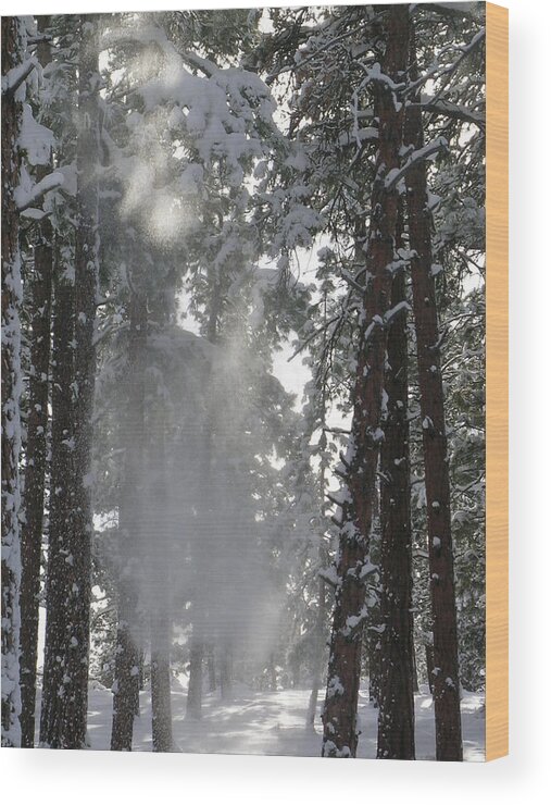 Ponderosa Pine. Winter Wood Print featuring the photograph Poof by Jennifer Lake