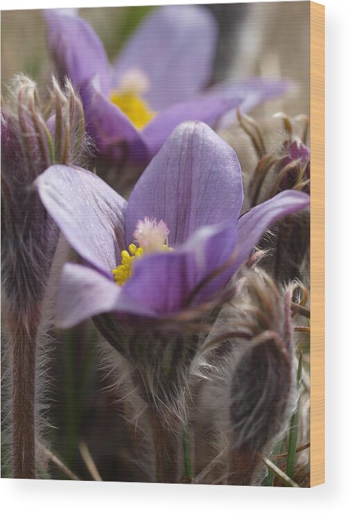 Wild Crocus Wood Print featuring the photograph Prairie Crocus by Jenessa Rahn