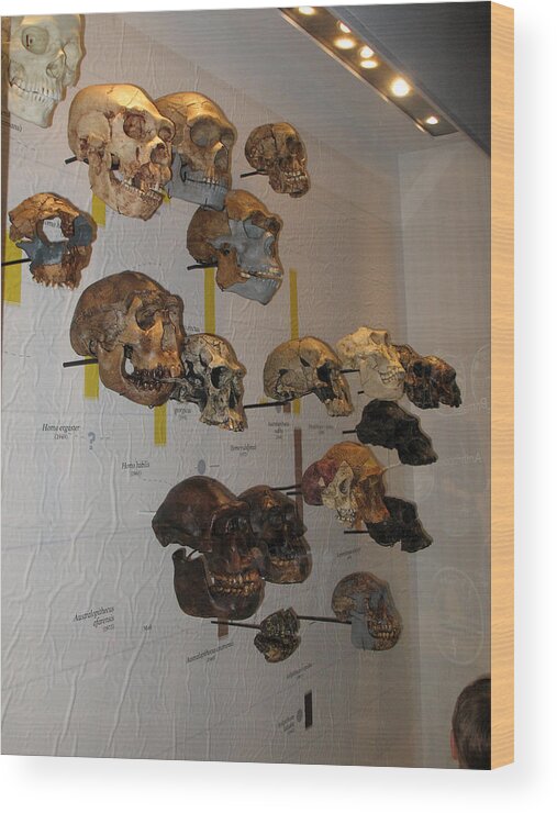 Skulls Wood Print featuring the photograph Prehistoric Skulls by Connie Fox