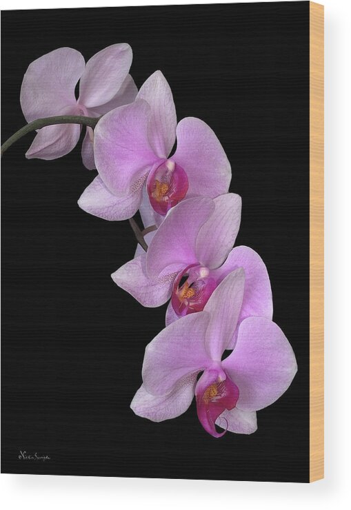 Orchids Wood Print featuring the photograph Pretty In Pink by Vickie Szumigala