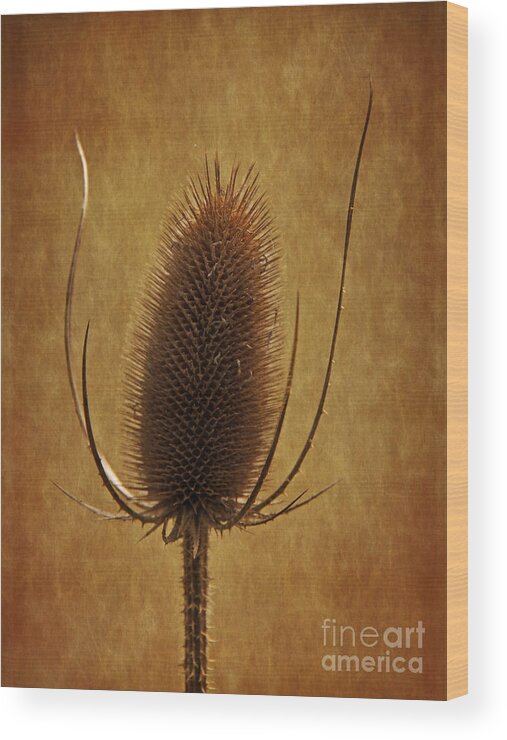 Teasle Wood Print featuring the photograph Prickly Beauty by Inge Riis McDonald