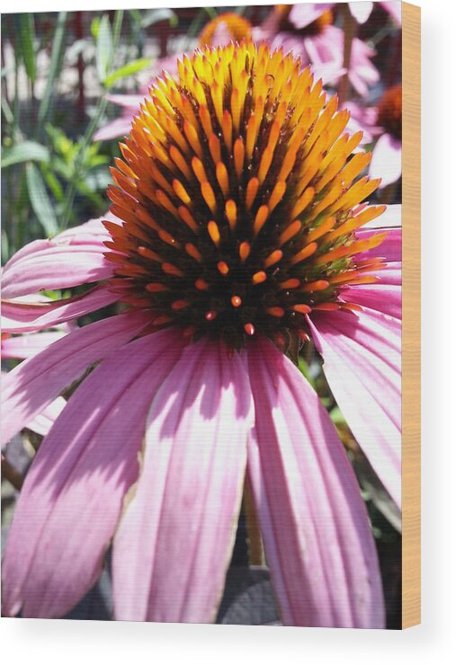 Macro Wood Print featuring the photograph Purple Cone Flower by Caryl J Bohn