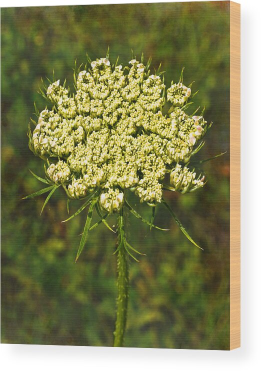 Queen Anne's Lace Wood Print featuring the photograph Queen Anne's Lace by Sandi OReilly