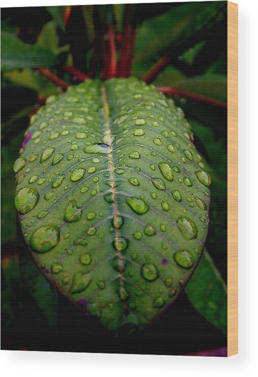 Leaf Wood Print featuring the photograph Quenched by David Weeks