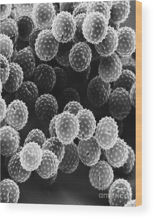 Science Wood Print featuring the photograph Ragweed Pollen Sem by David M. Phillips / The Population Council